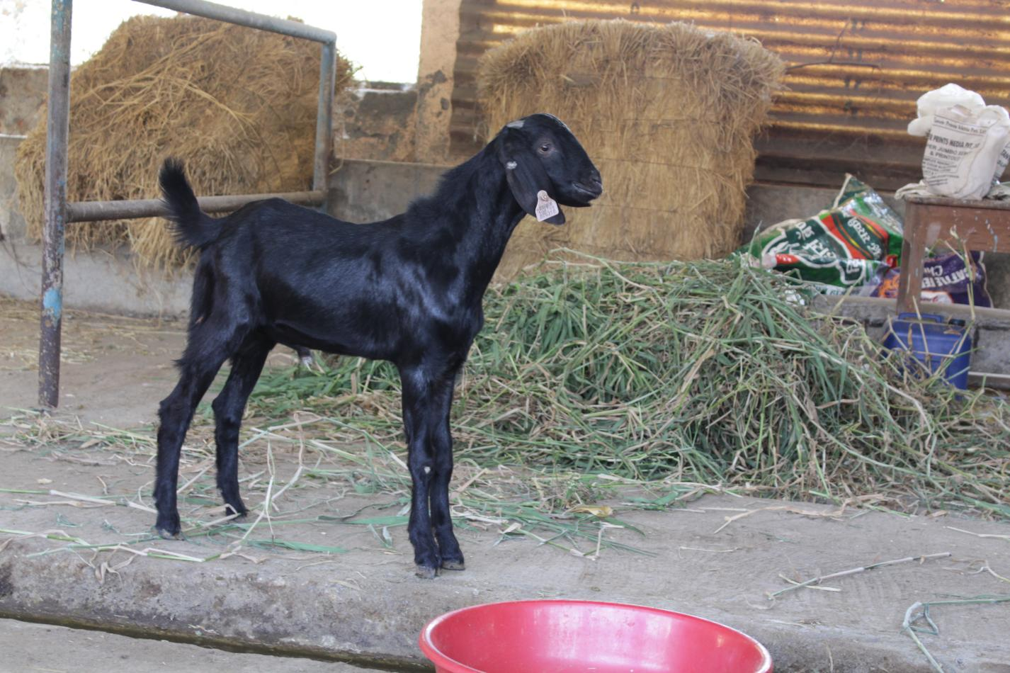 Osmanabadi Buck